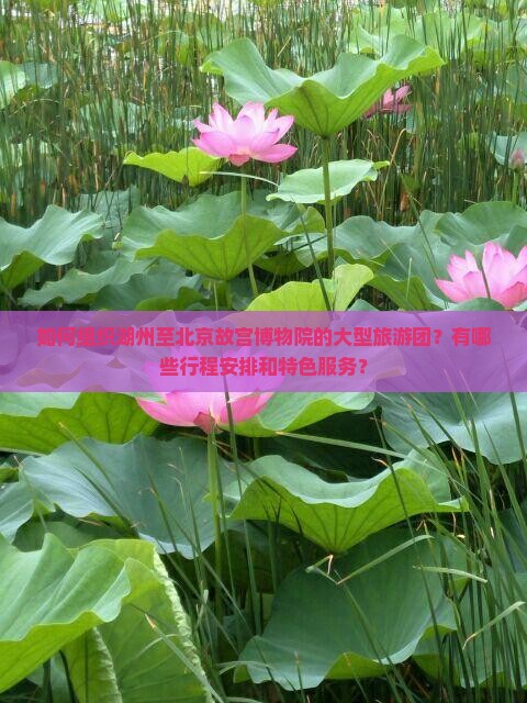 如何组织湖州至北京故宫博物院的大型旅游团？有哪些行程安排和特色服务？