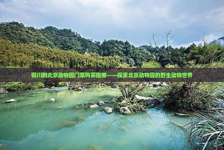 铜川到北京动物园门票购买指南——探索北京动物园的野生动物世界