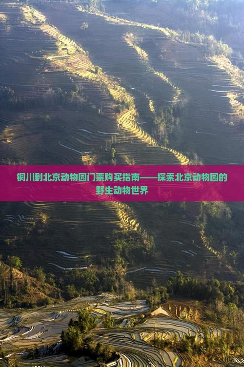 铜川到北京动物园门票购买指南——探索北京动物园的野生动物世界