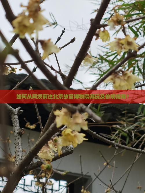 如何从阿坝前往北京故宫博物院游玩及参观指南？