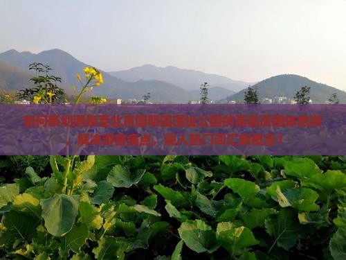 如何策划茶泉至北京圆明园遗址公园的高品质团体旅游，解决游客痛点，融入热门词汇新概念？
