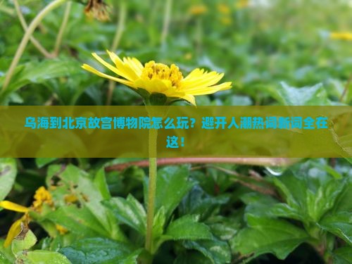 乌海到北京故宫博物院怎么玩？避开人潮热词新词全在这！