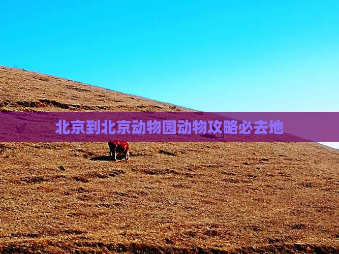 北京到北京动物园动物攻略必去地