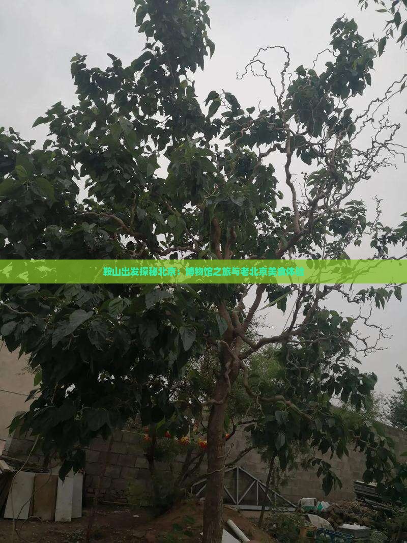鞍山出发探秘北京：博物馆之旅与老北京美食体验
