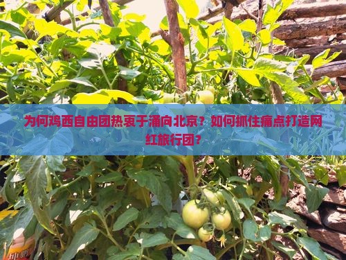 为何鸡西自由团热衷于涌向北京？如何抓住痛点打造网红旅行团？