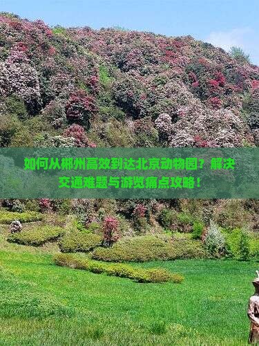 如何从郴州高效到达北京动物园？解决交通难题与游览痛点攻略！