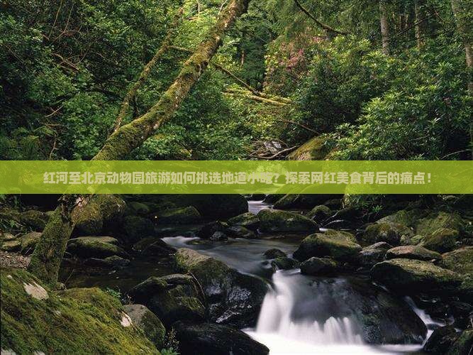 红河至北京动物园旅游如何挑选地道小吃?探索网红美食背后的痛点! 红河至北京动物园旅游如何挑选地道小吃?探索网红美食背后的痛点!