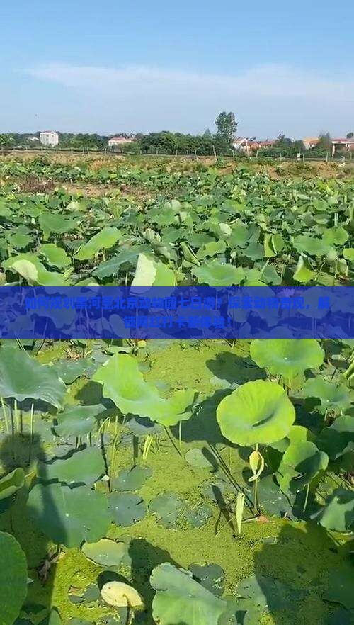 如何规划黑河至北京动物园七日游？探索动物奇观，解锁网红打卡新体验！