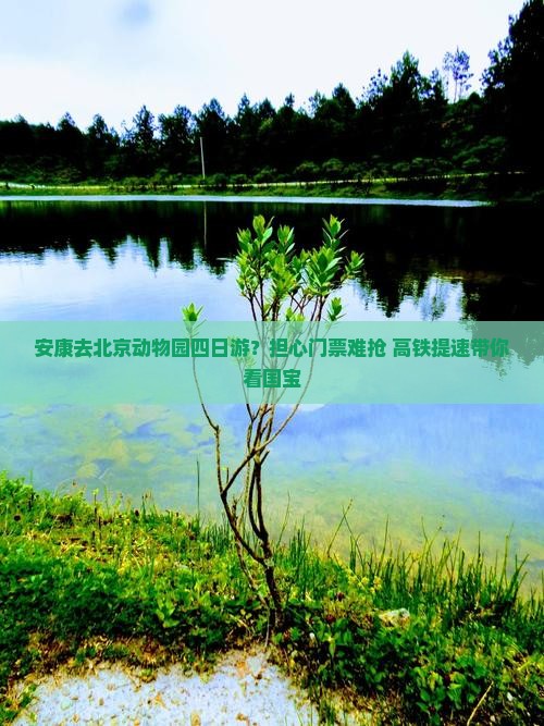 安康去北京动物园四日游？担心门票难抢+高铁提速带你看国宝