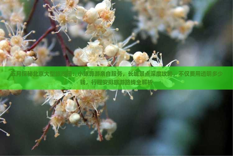 五月探秘北京大型旅游团：小陈导游亲自服务，长城景点深度攻略，不仅费用透明多少钱，行程安排旅游路线全解析
