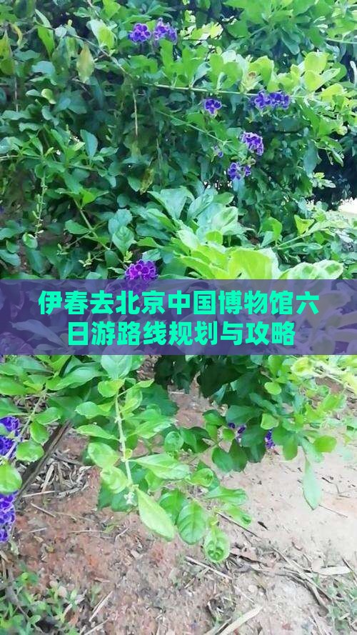 伊春去北京中国国家博物馆六日游