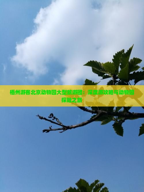 梧州游客北京动物园大型旅游团：深度游攻略与动物园探险之旅