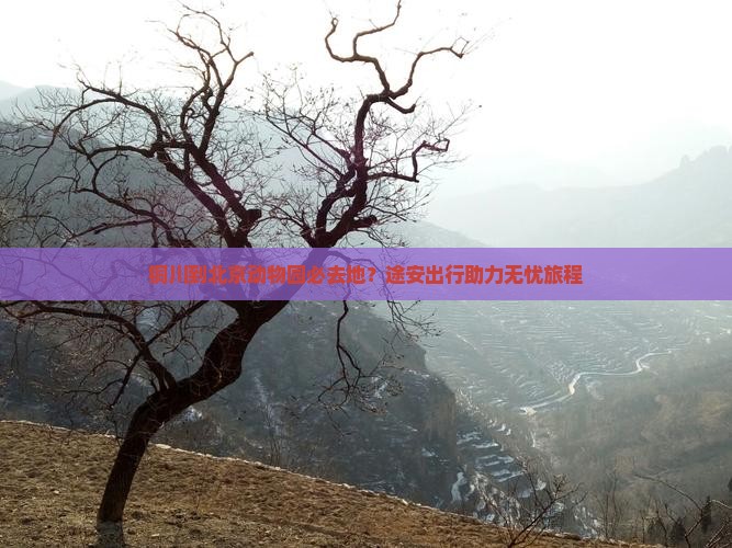 铜川到北京动物园必去地？途安出行助力无忧旅程