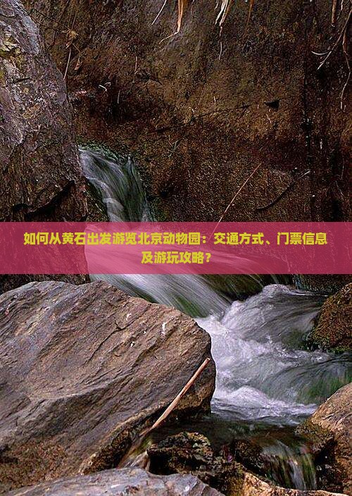 如何从黄石出发游览北京动物园：交通方式、门票信息及游玩攻略？