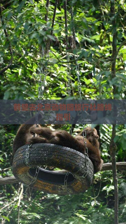 鹤壁去北京动物园旅行社路线指引