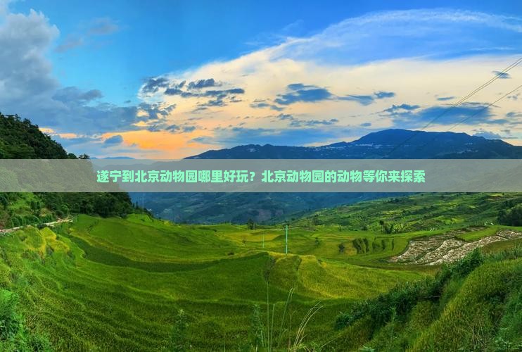 遂宁到北京动物园哪里好玩？北京动物园的动物等你来探索