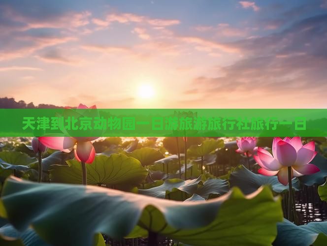 天津到北京动物园旅行社