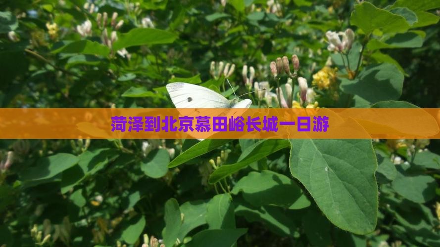 菏泽到北京慕田峪长城一日游