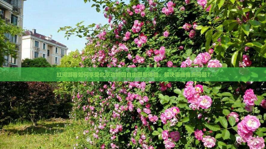 红河游客如何享受北京动物园自由团新体验，解决哪些痛点问题？