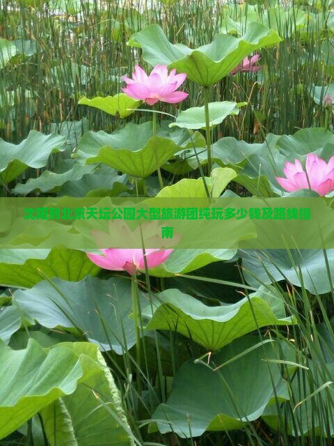 沈阳到北京天坛公园大型旅游团纯玩多少钱及路线指南