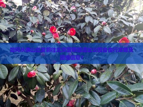 如何从佛山出发前往北京圆明园遗址公园自由行攻略及团组信息？