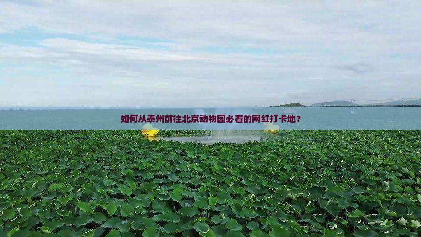 如何从泰州前往北京动物园必看的网红打卡地？