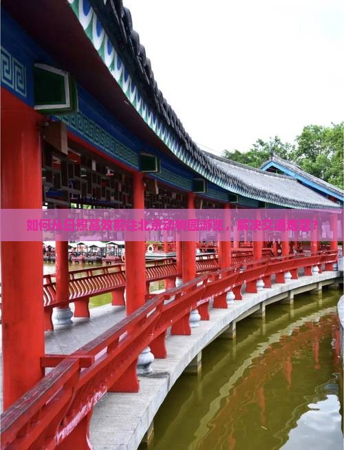 如何从日照高效前往北京动物园游览，解决交通难题？