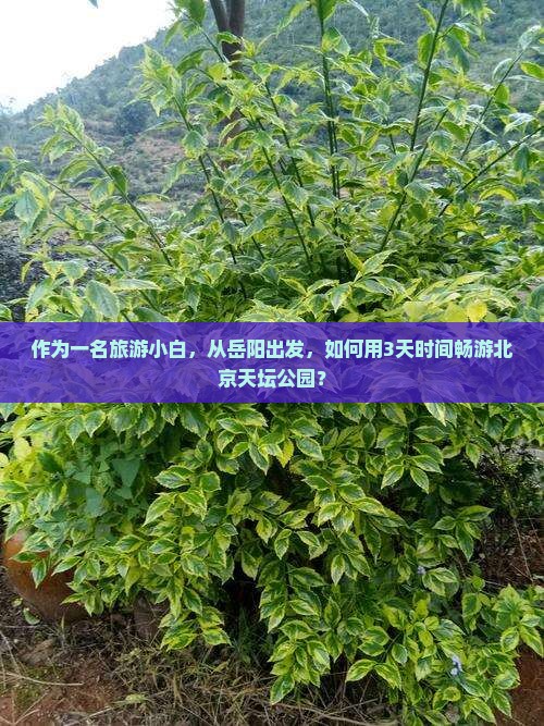作为一名旅游小白，从岳阳出发，如何用3天时间畅游北京天坛公园？