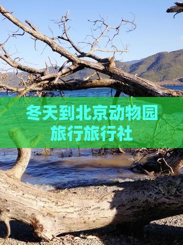 冬天到北京动物园旅行社