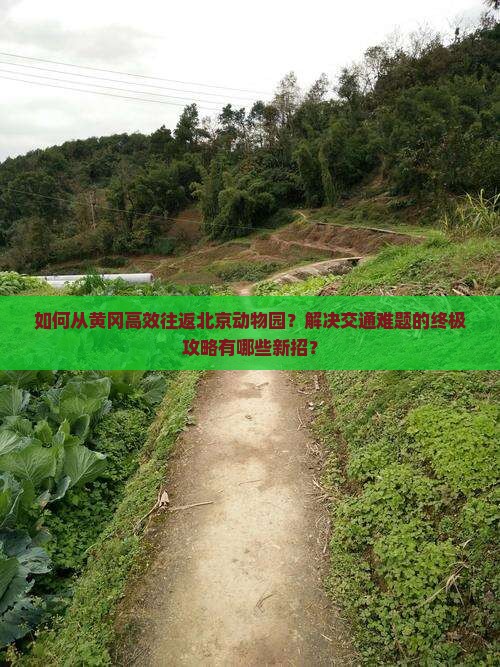 如何从黄冈高效往返北京动物园？解决交通难题的终极攻略有哪些新招？