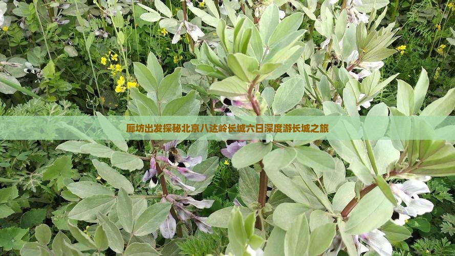 廊坊出发探秘北京八达岭长城六日深度游长城之旅