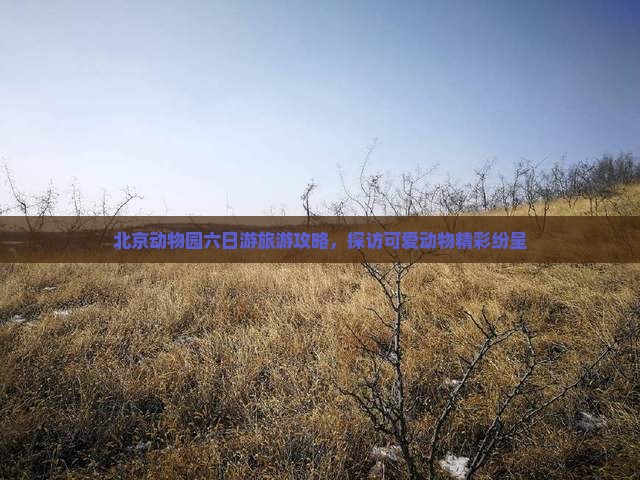 北京动物园六日游旅游攻略，探访可爱动物精彩纷呈