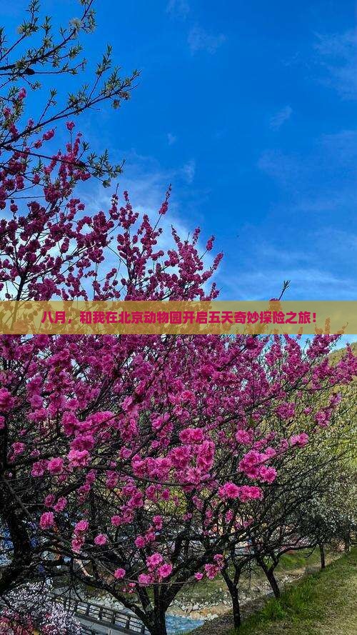 八月，和我在北京动物园开启五天奇妙探险之旅！