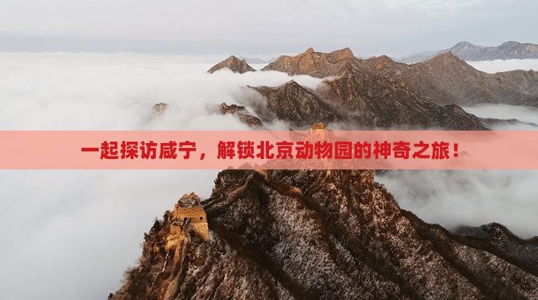 一起探访咸宁，解锁北京动物园的神奇之旅！