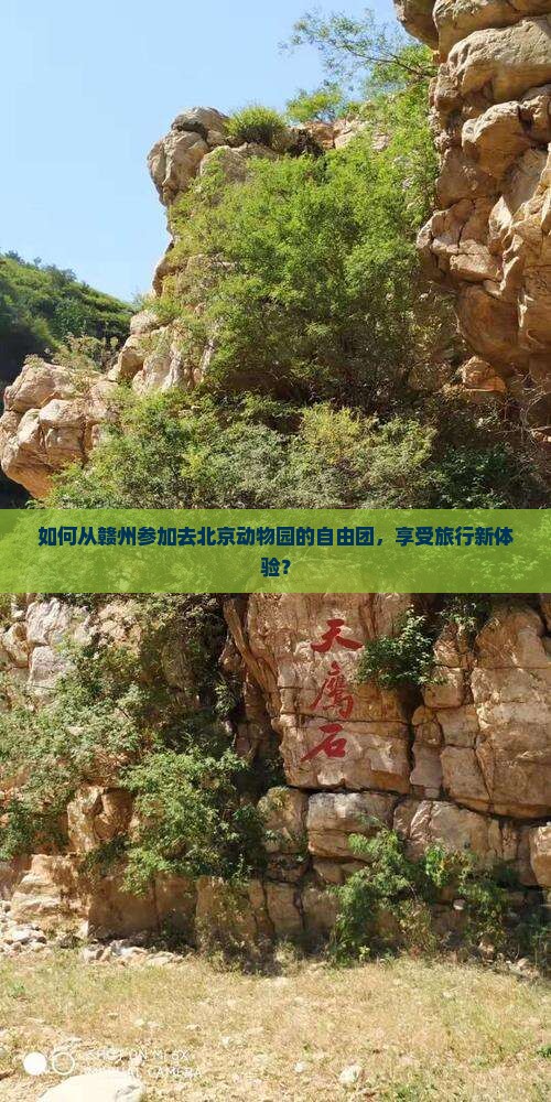 如何从赣州参加去北京动物园的自由团，享受旅行新体验？