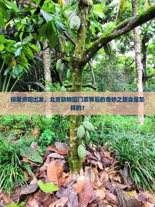 探索资阳出发，北京动物园门票背后的奇妙之旅会是怎样的？