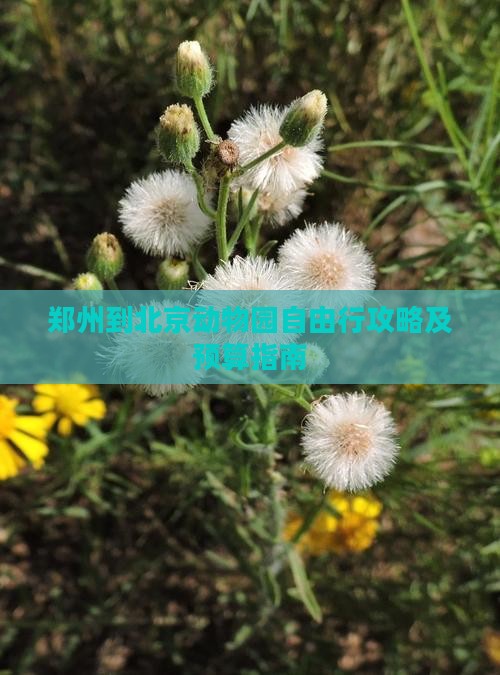 郑州到北京动物园自由行攻略及预算指南