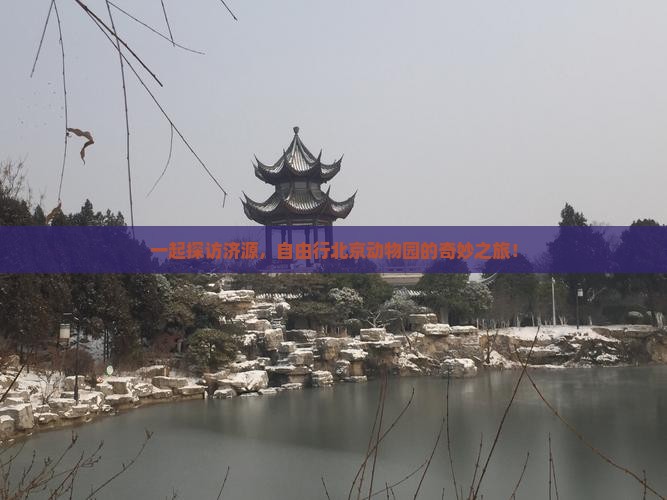 一起探访济源，自由行北京动物园的奇妙之旅！