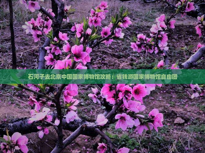 石河子去北京中国国家博物馆自由团