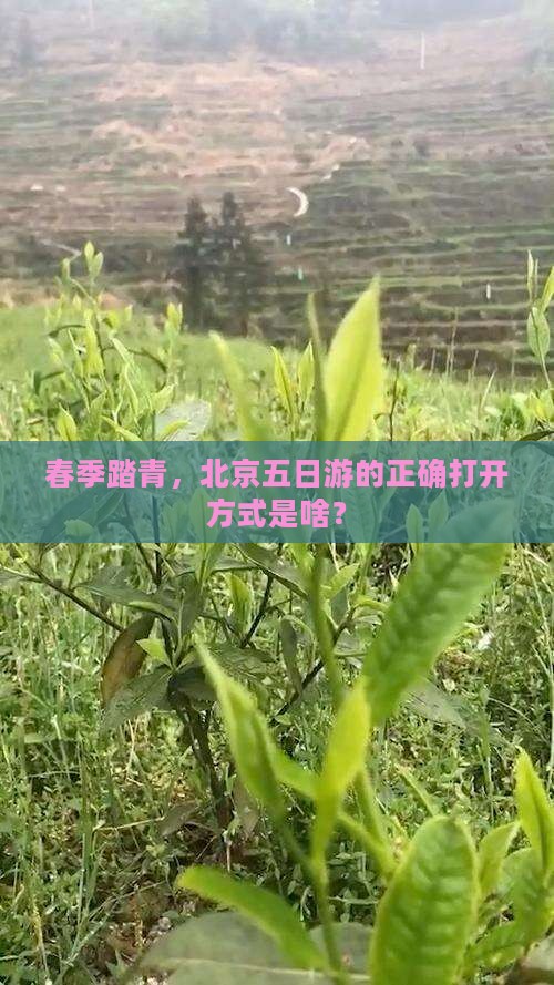 春季踏青，北京五日游的正确打开方式是啥？