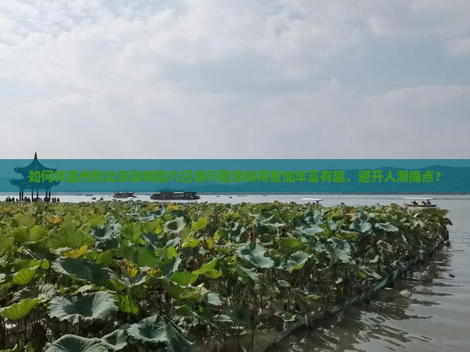 如何将温州到北京动物园六日游行程安排得更加丰富有趣，避开人潮痛点？
