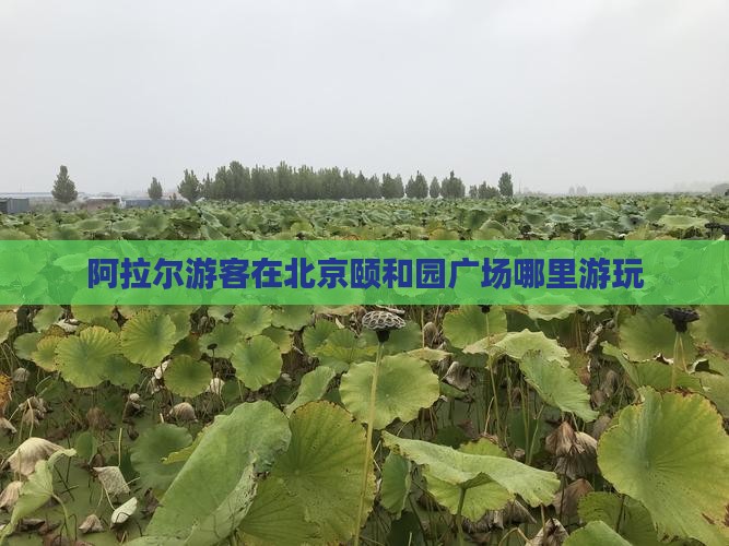 阿拉尔游客在北京颐和园广场哪里游玩