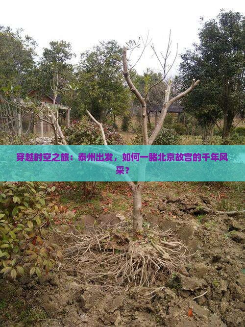 穿越时空之旅：泰州出发，如何一睹北京故宫的千年风采？
