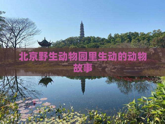 北京野生动物园里生动的动物故事