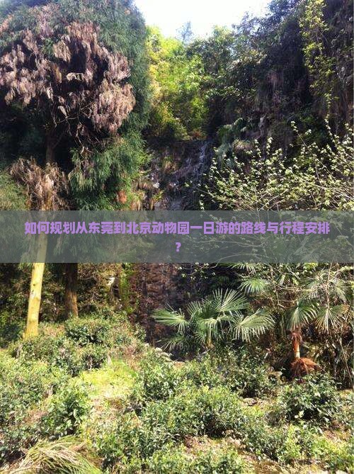 如何规划从东莞到北京动物园一日游的路线与行程安排？