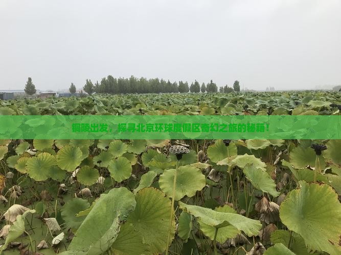 铜陵出发，探寻北京环球度假区奇幻之旅的秘籍！