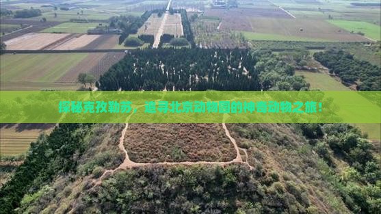 探秘克孜勒苏，追寻北京动物园的神奇动物之旅！