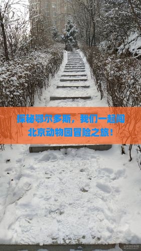 探秘鄂尔多斯，我们一起闯北京动物园冒险之旅！