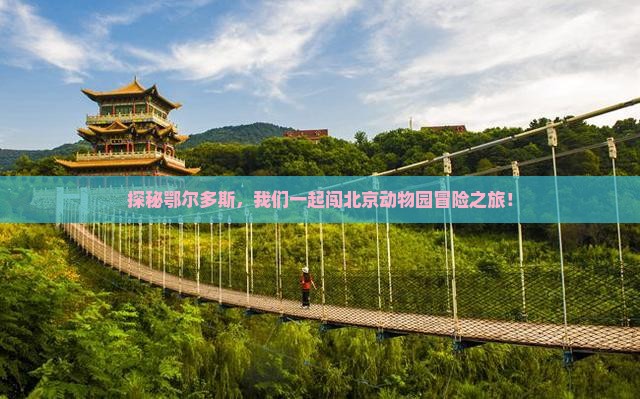 探秘鄂尔多斯，我们一起闯北京动物园冒险之旅！