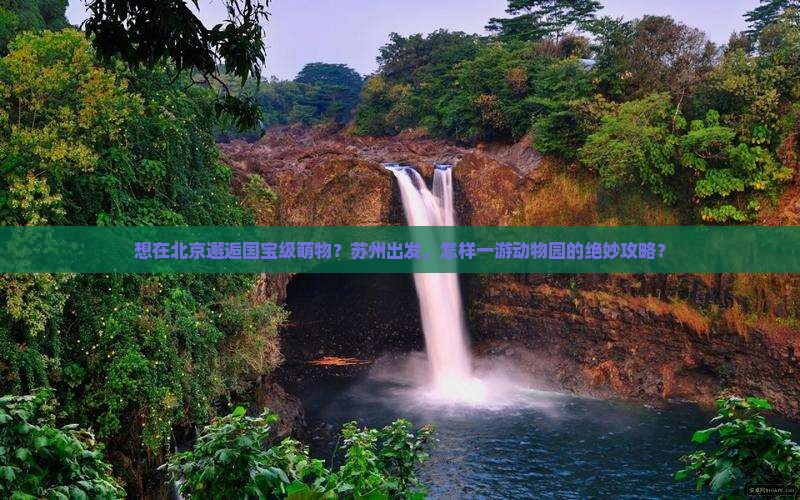 想在北京邂逅国宝级萌物？苏州出发，怎样一游动物园的绝妙攻略？